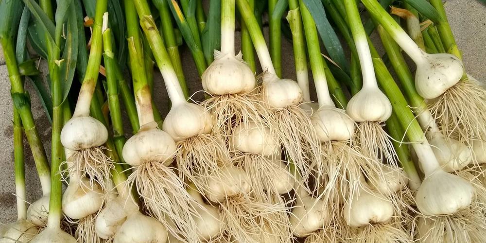 garlic harvest_20210628_7303