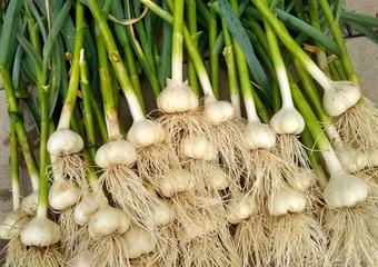 garlic harvest_20210628_7303