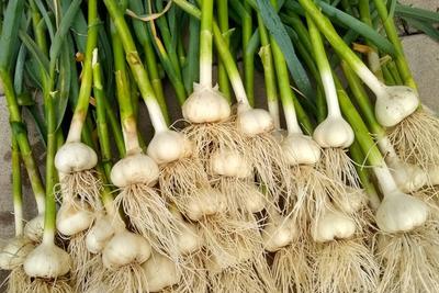 Garlic image
