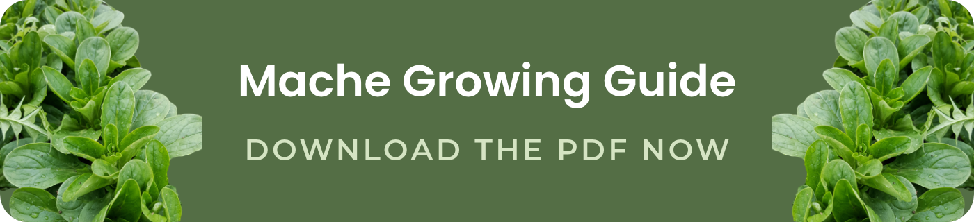 mache growing guide download the pdf now