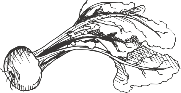 Beetroot illustration