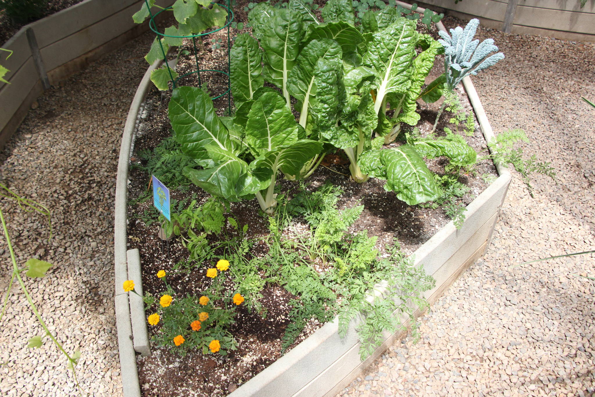 center zone carrots