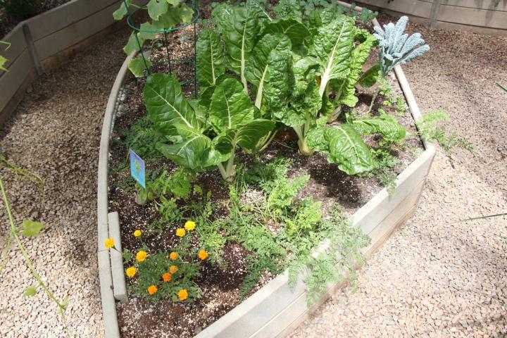 center zone carrots