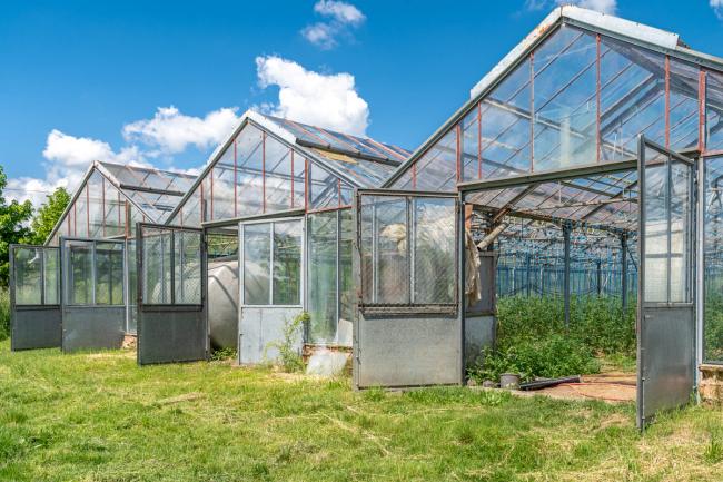 Three traditional style commercial scale greenhouses in a row