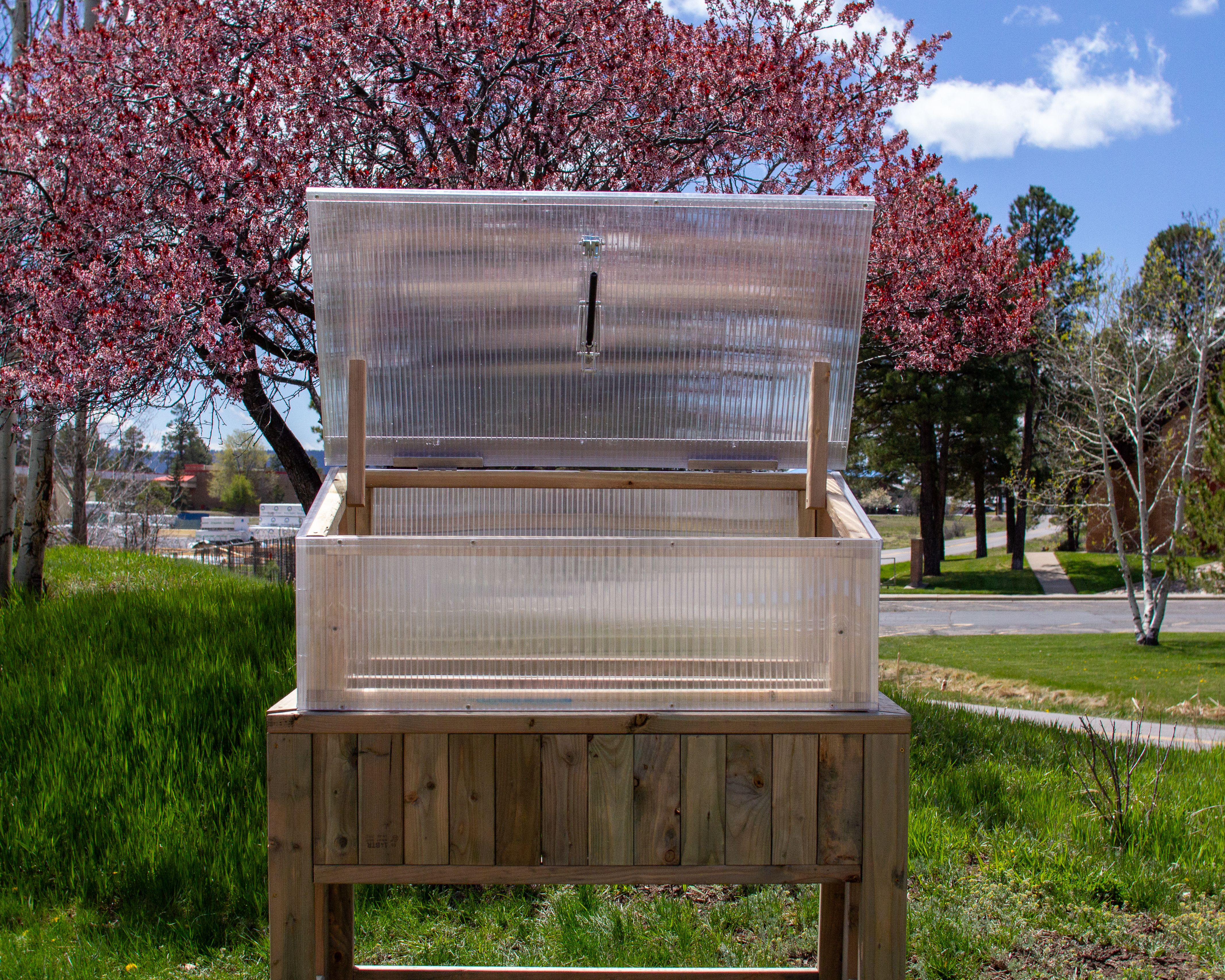 Cold frame on an elevated frame with the lid open and a cherry tree in bloom in the background