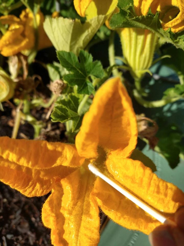 pollinating pumpkin blossom
