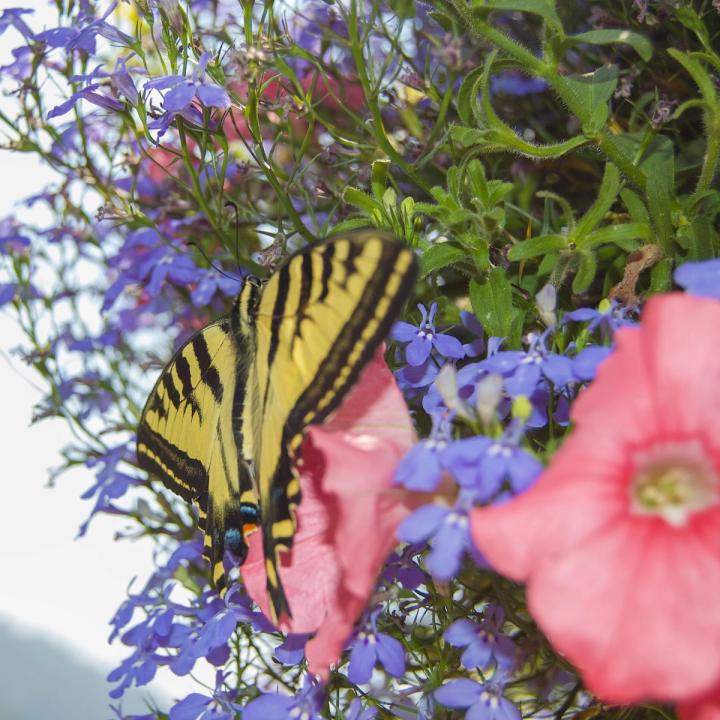 swallowtail butterfly on a hanging basket with pink petunias and lobelia