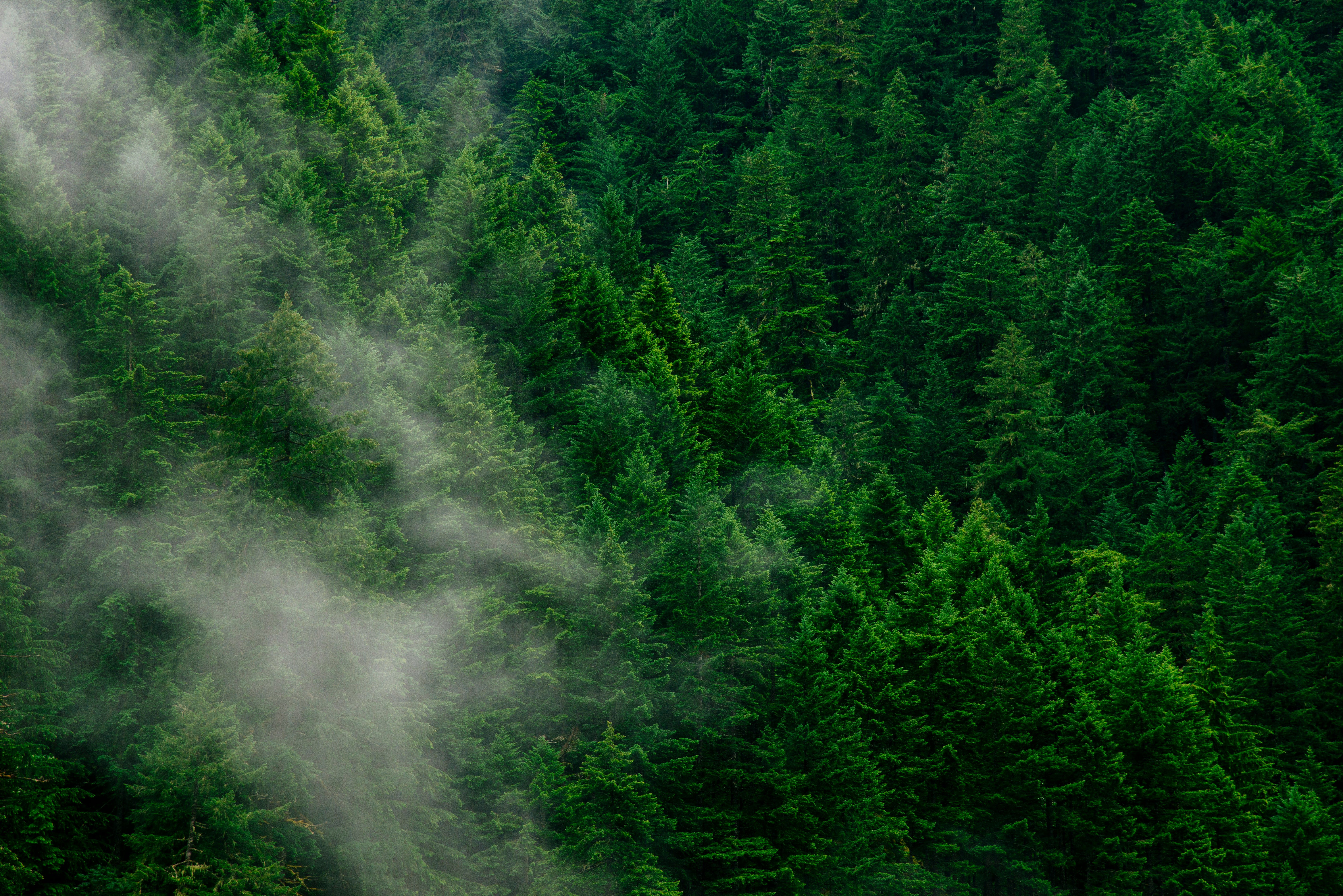 Evergreen Forest during the day