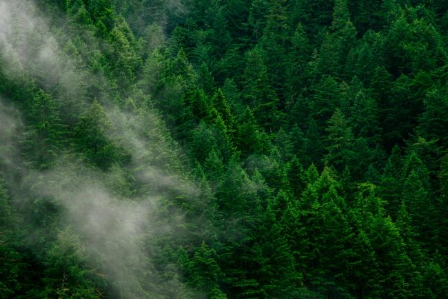 Evergreen Forest during the day