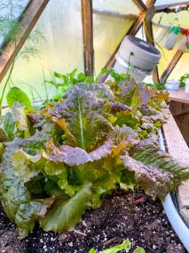 lettuce near fan