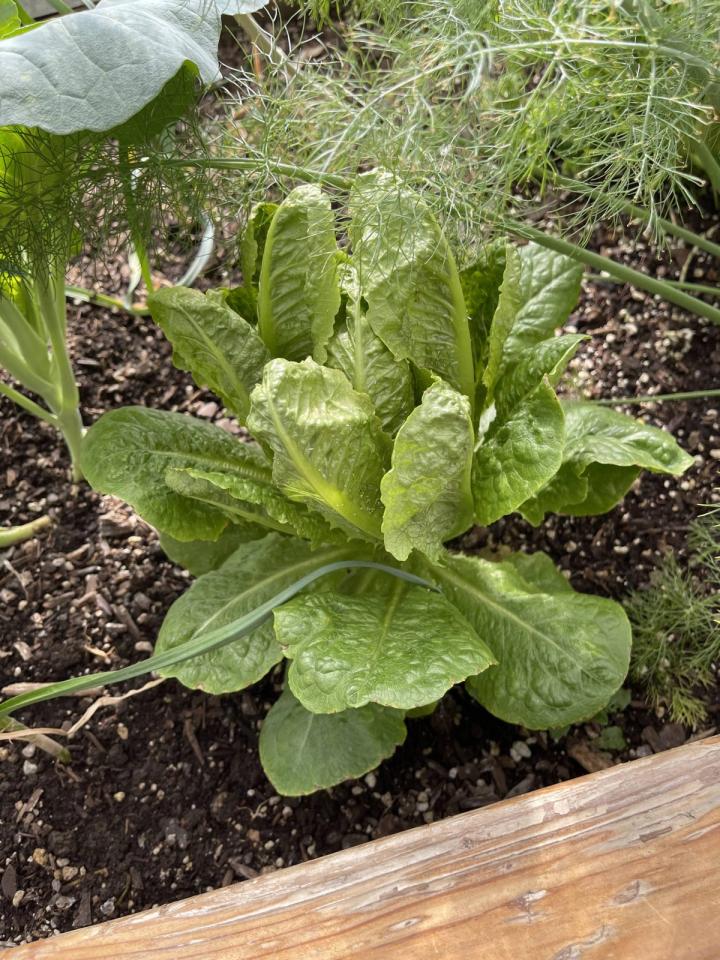 baby romaine lettuce plant inside a greenhouse garden