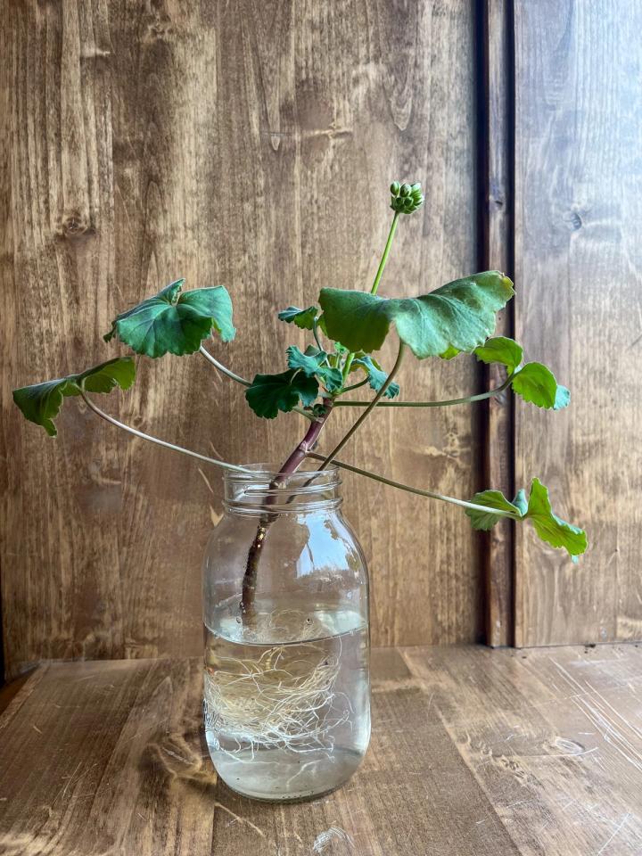 Geranium cutting rooting in water