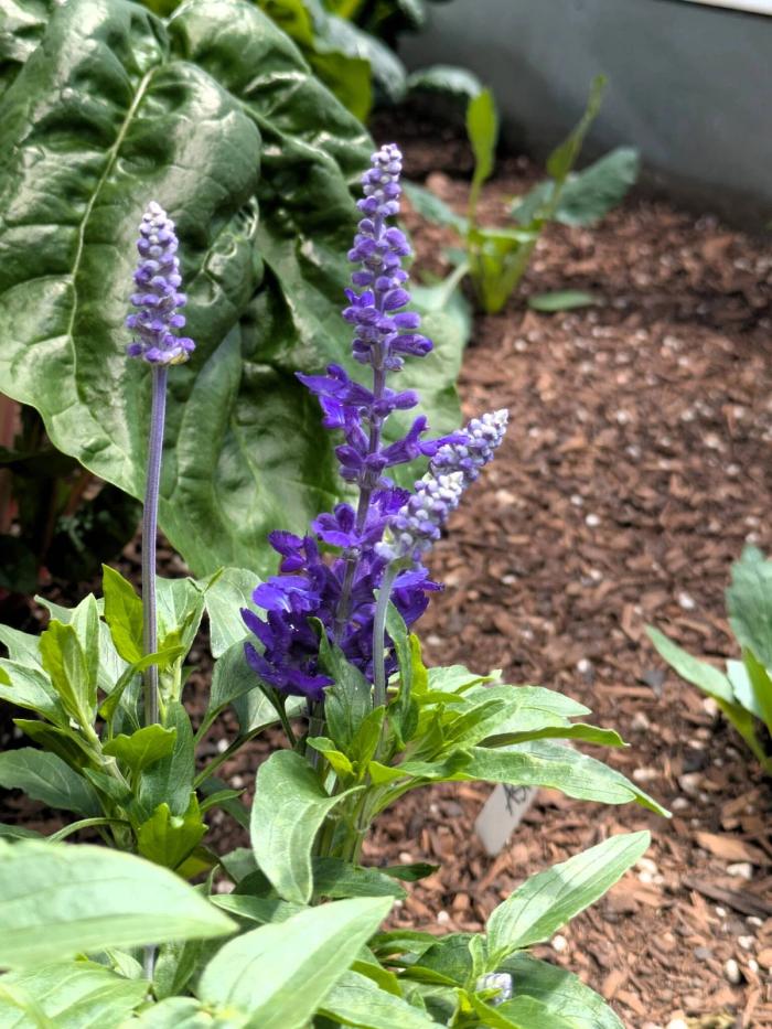 purple salvia flower