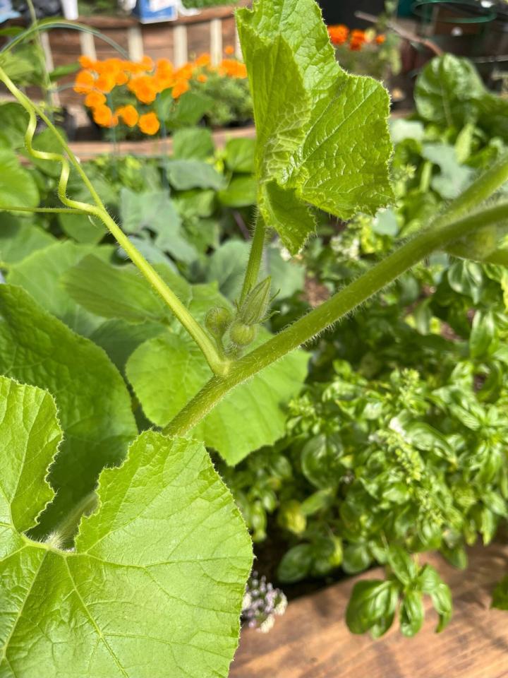 tiny fruits forming on a peublo hubbard squash