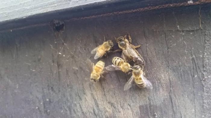 Queen Honeybee in a greenhouse