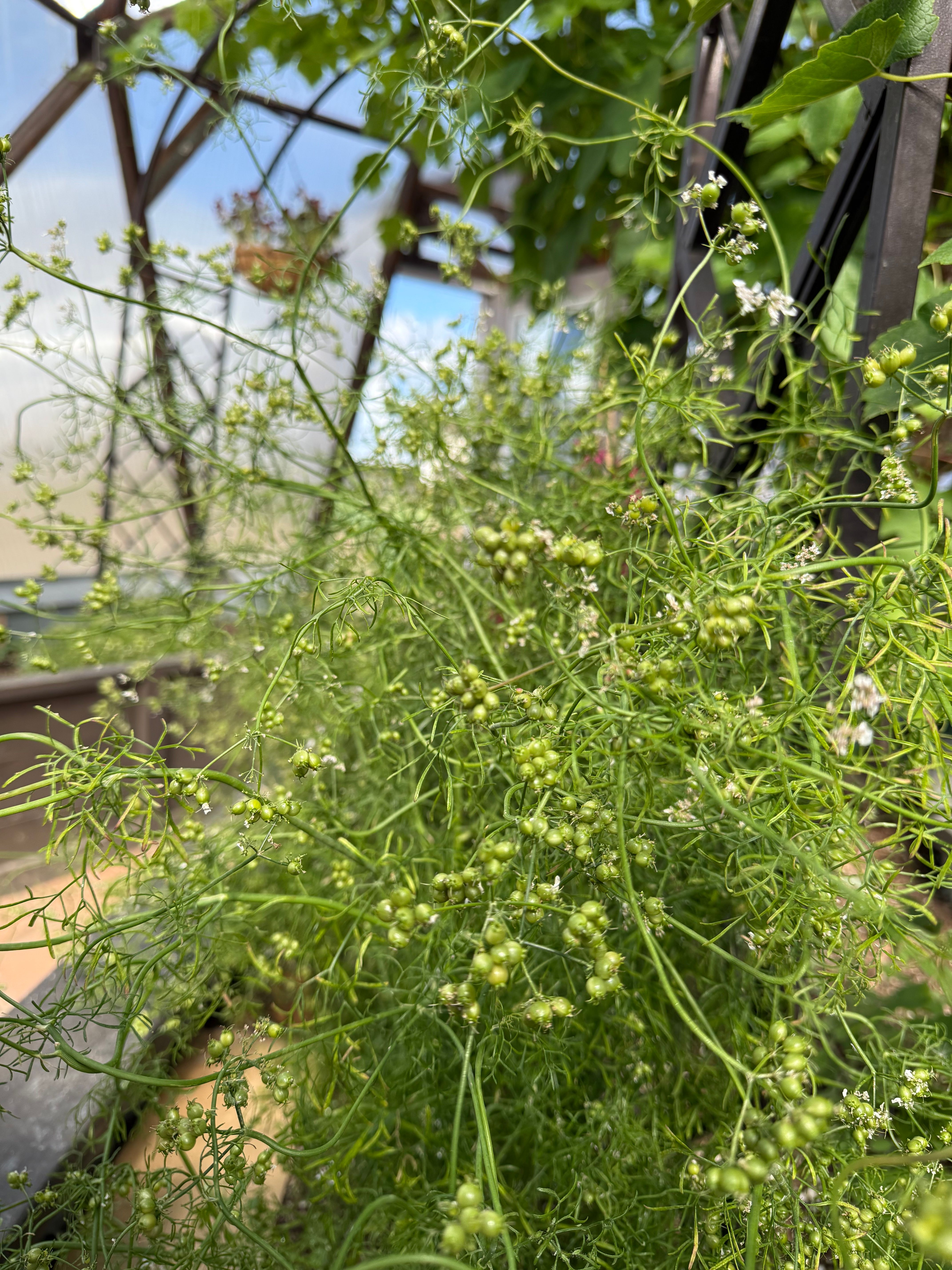 cilantro forming seeds in a greenhouse