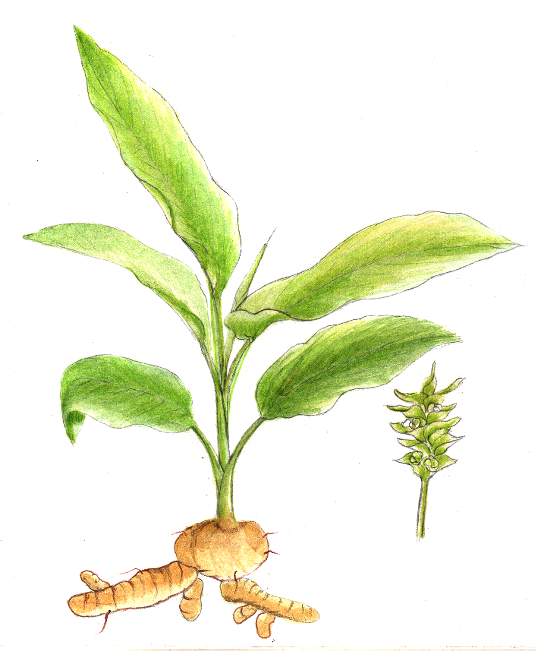 drawing of turmeric plant and rhizomes