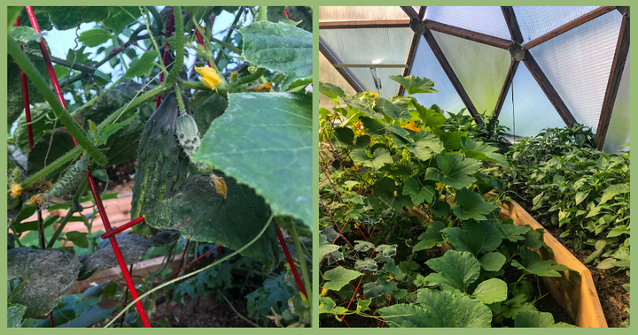 Alaska greenhouse garden