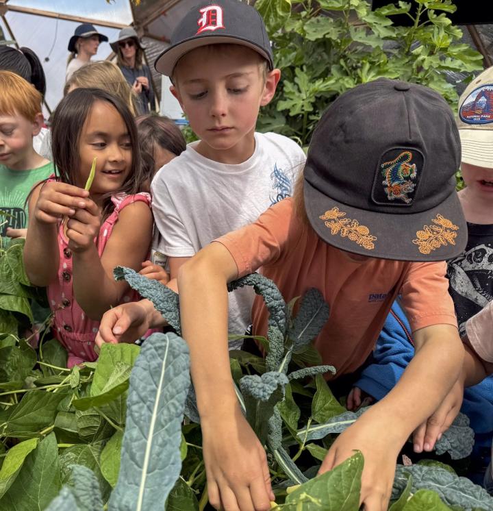 Group of student hand picking beans off the vine in a growing dome greenhouse