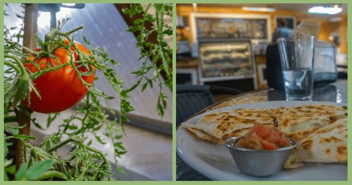 Tomatos & Salsa in the Restaurant Greenhouse