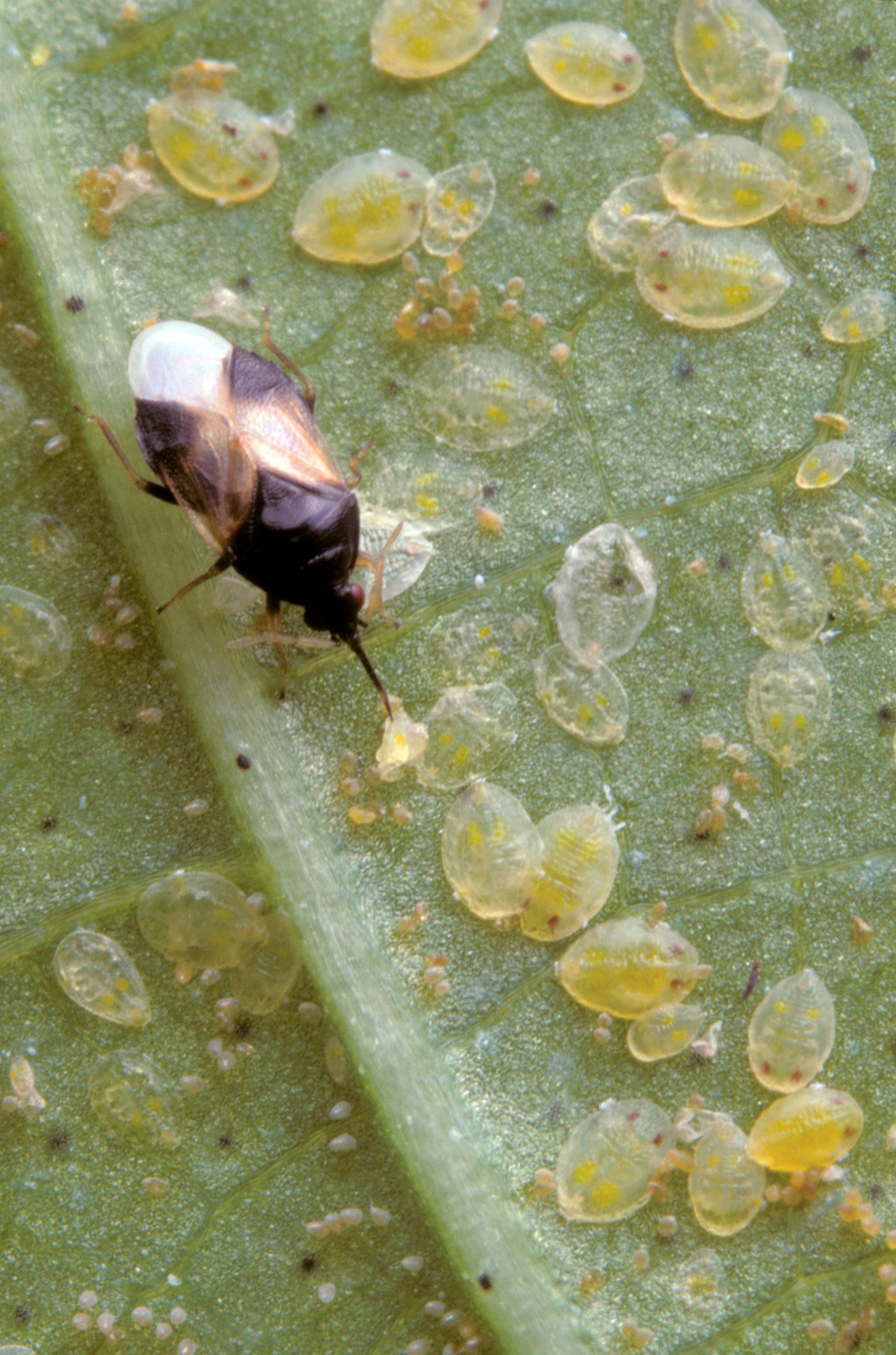 A tiny pirate bug, Oris insidiosus, feeds on whitefly nymphs. Photo by Jack Dykinga, USDA Agricultural Research Service.