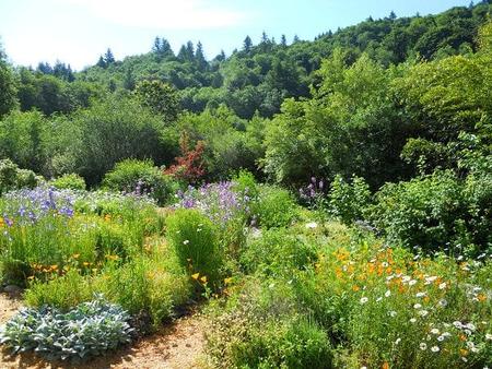 Outdoor Food Forest
