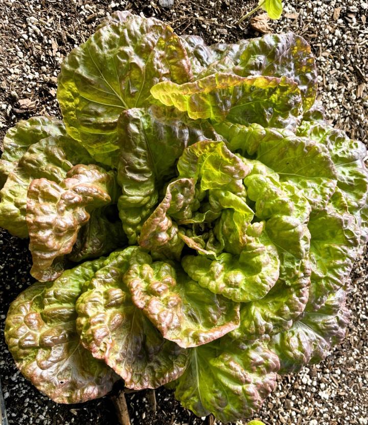 red leaf lettuce