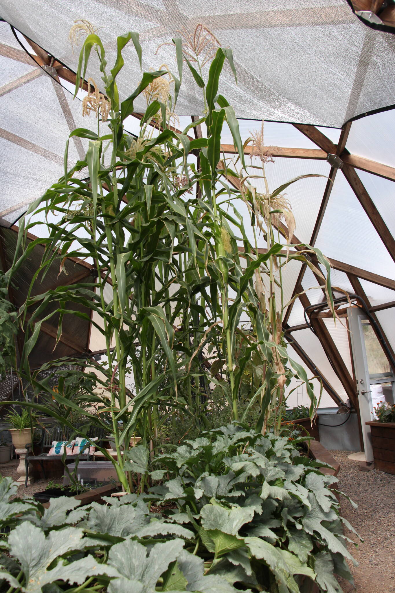 Growing corn and squash together in a growing dome greenhouse in pagosa springs Colorado