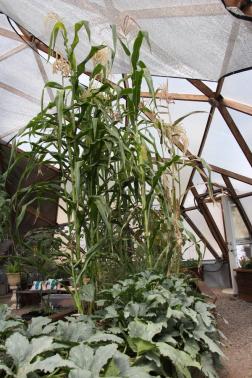 Growing corn and squash together in a growing dome greenhouse in pagosa springs Colorado