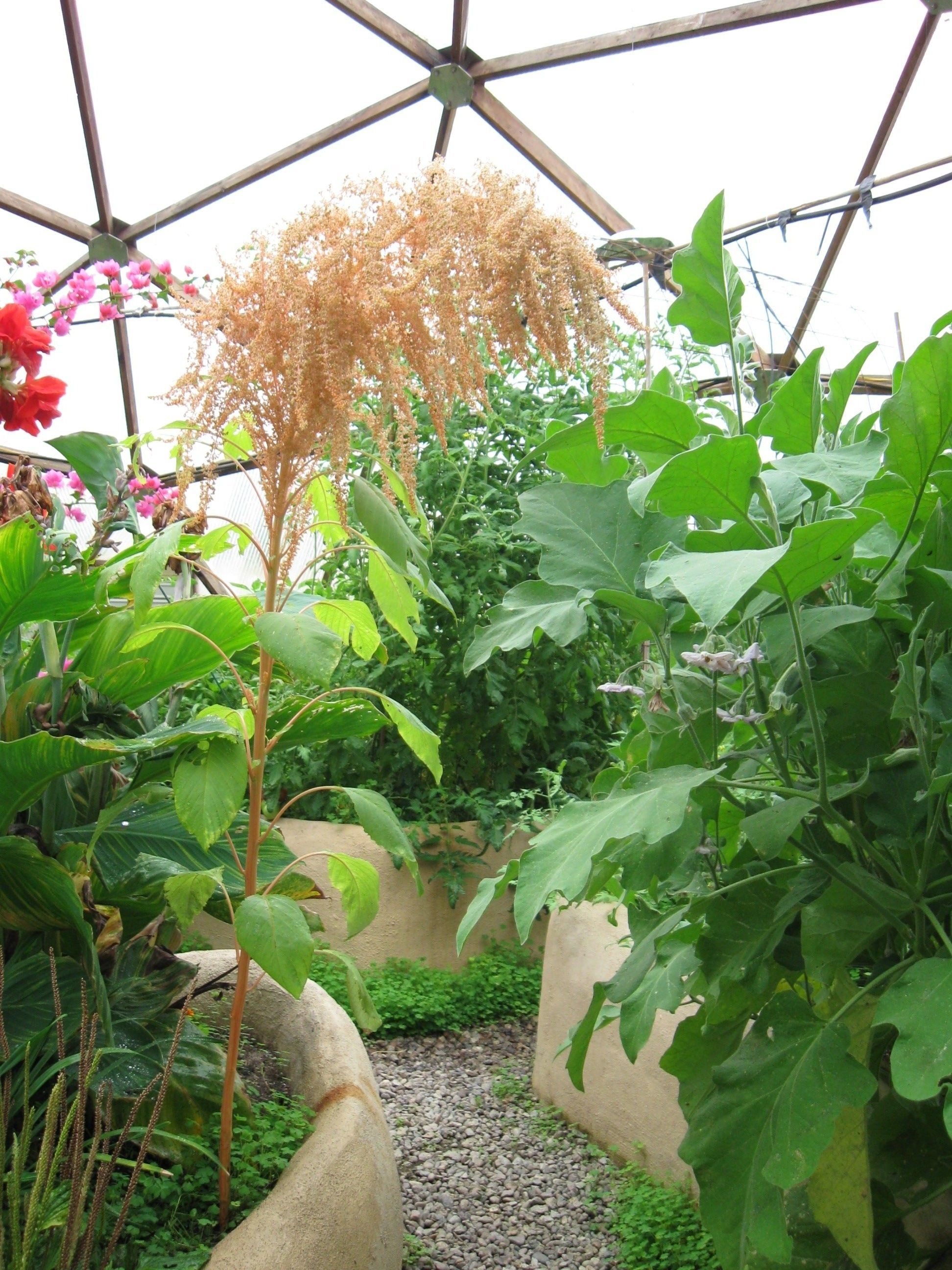 amaranth plant going to seed in growing dome greenhouse