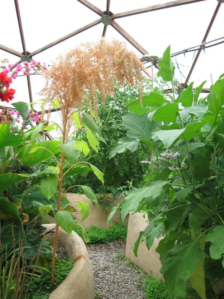 amaranth plant going to seed in growing dome greenhouse