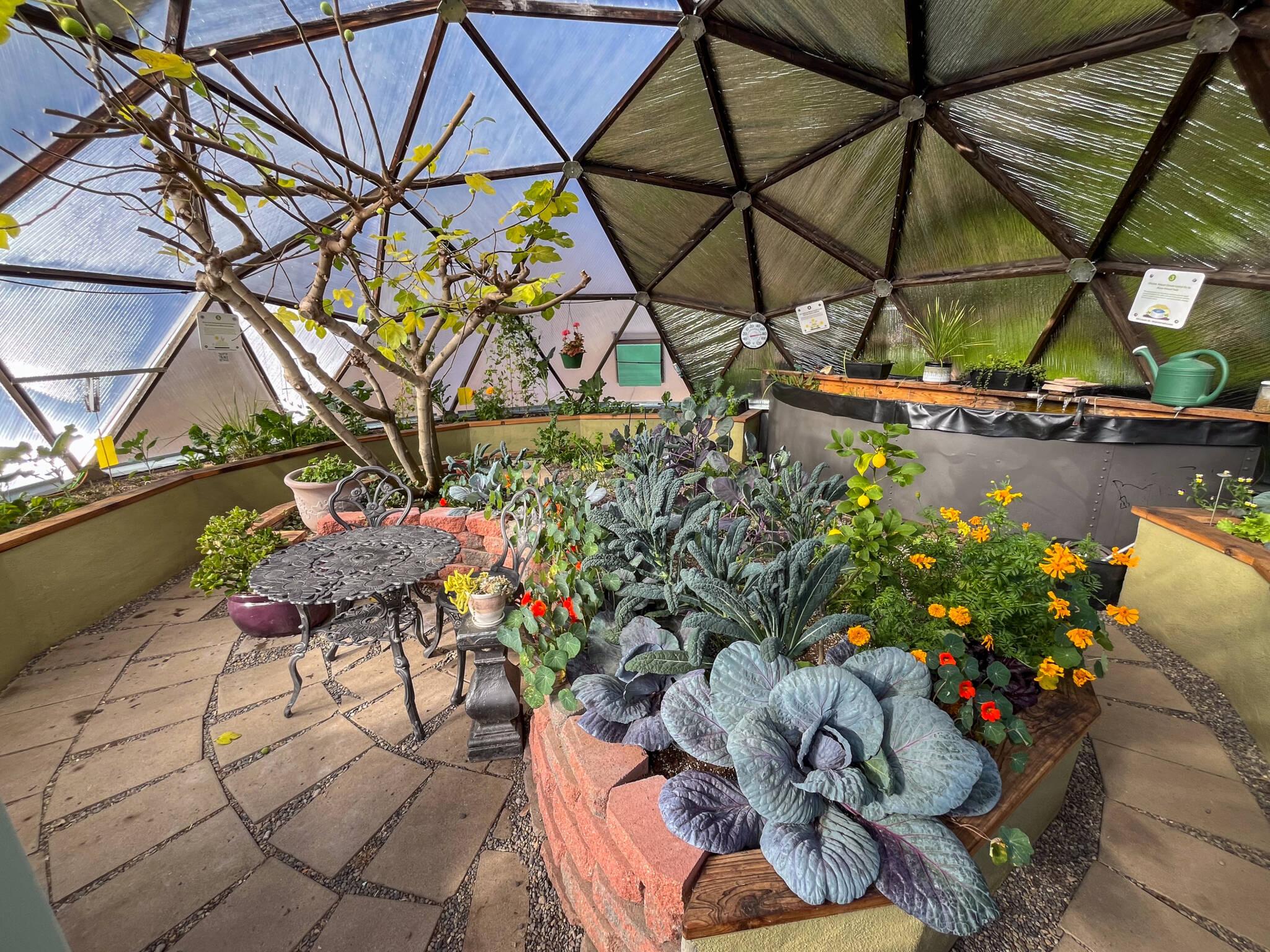 Interior of a 26 foot diameter growing dome with a winter garden featuring large red cabbage and yellow marigolds