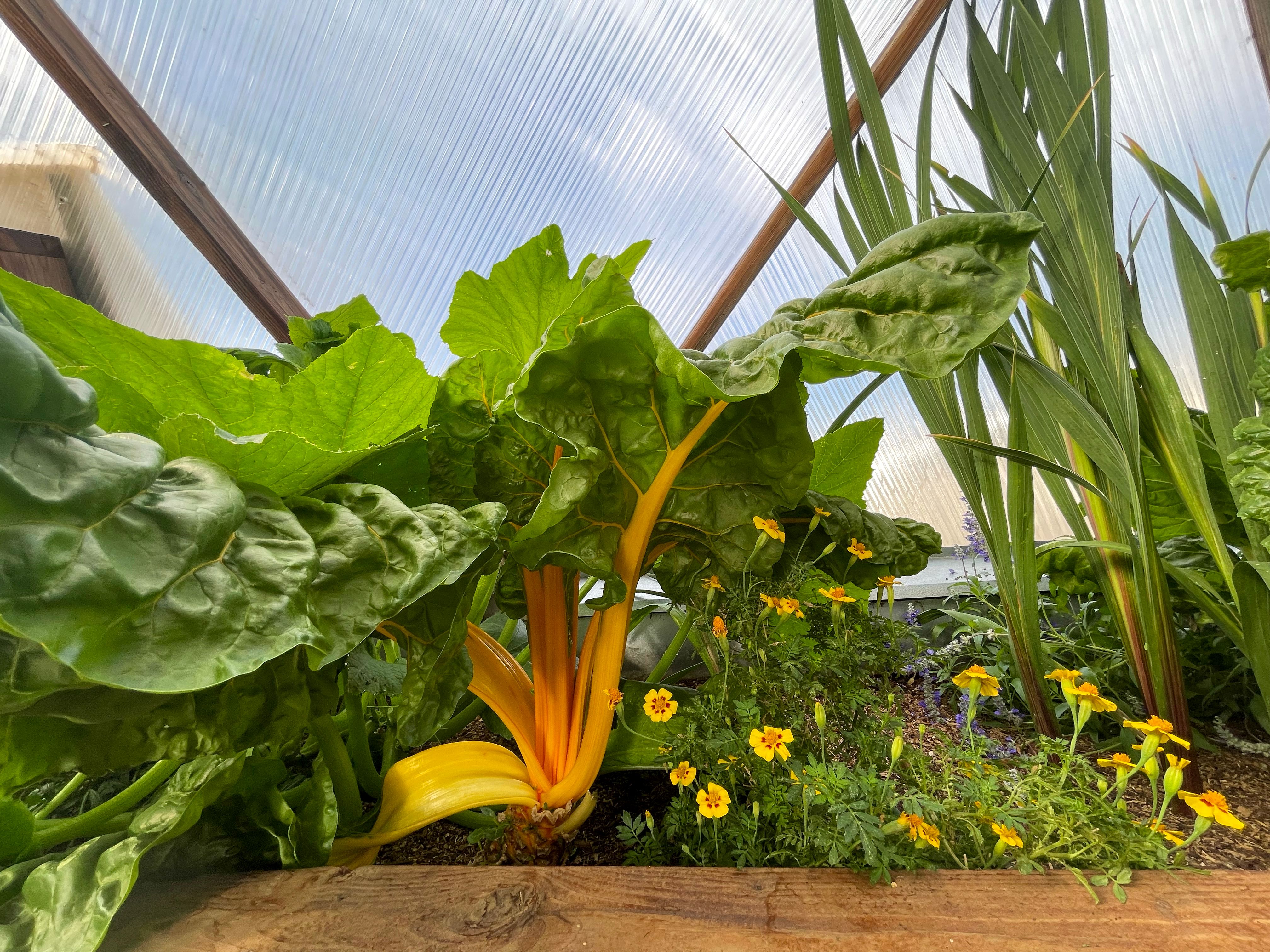 yellow stem swiss chard growing vigorously next to tiny yellow marigolds
