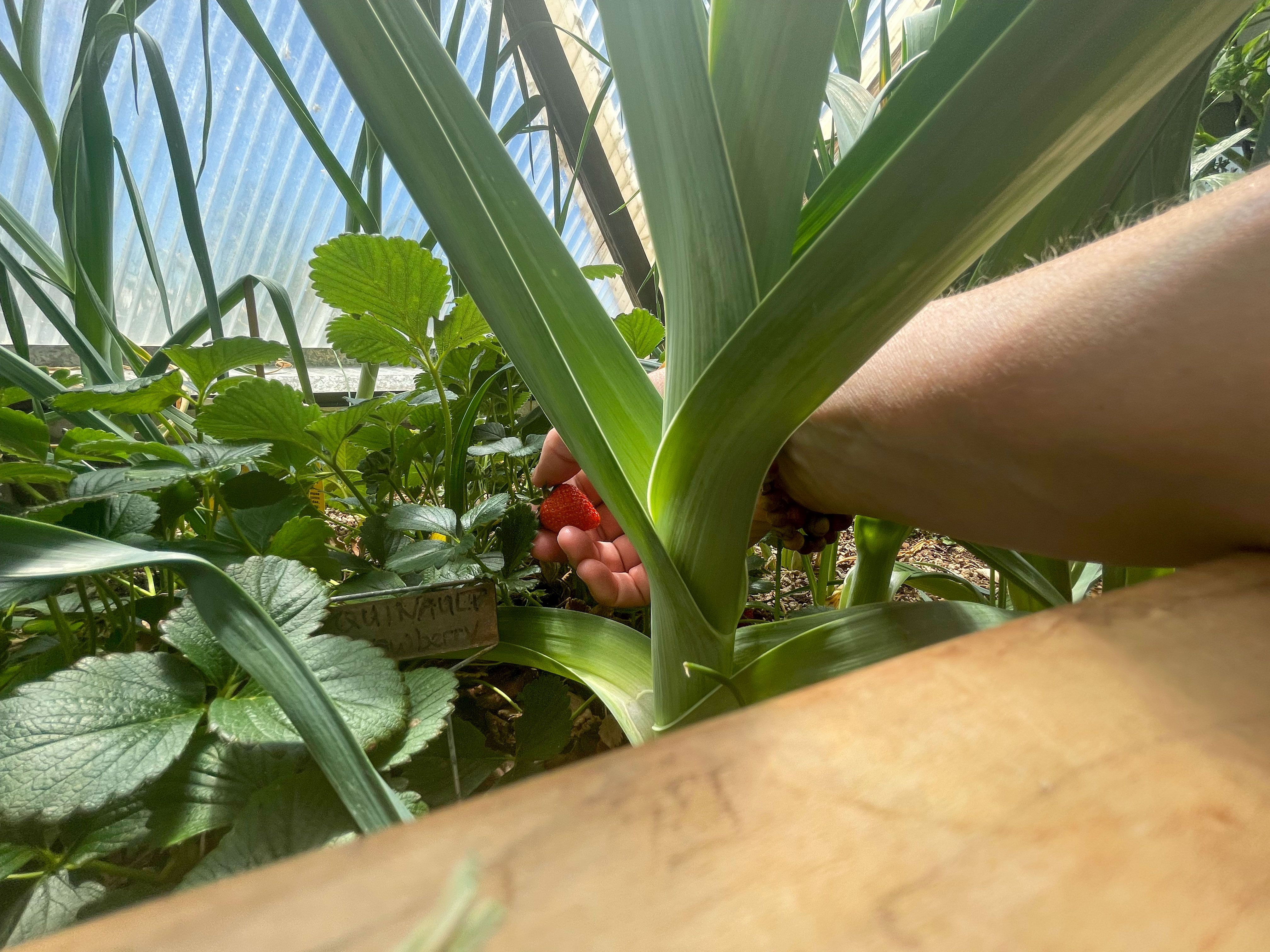 someone picking strawberries from a plant behind a large leek in greenhouse with the polycarbonate in the background