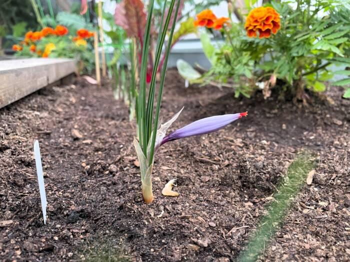 Purple saffron flower right before bloom