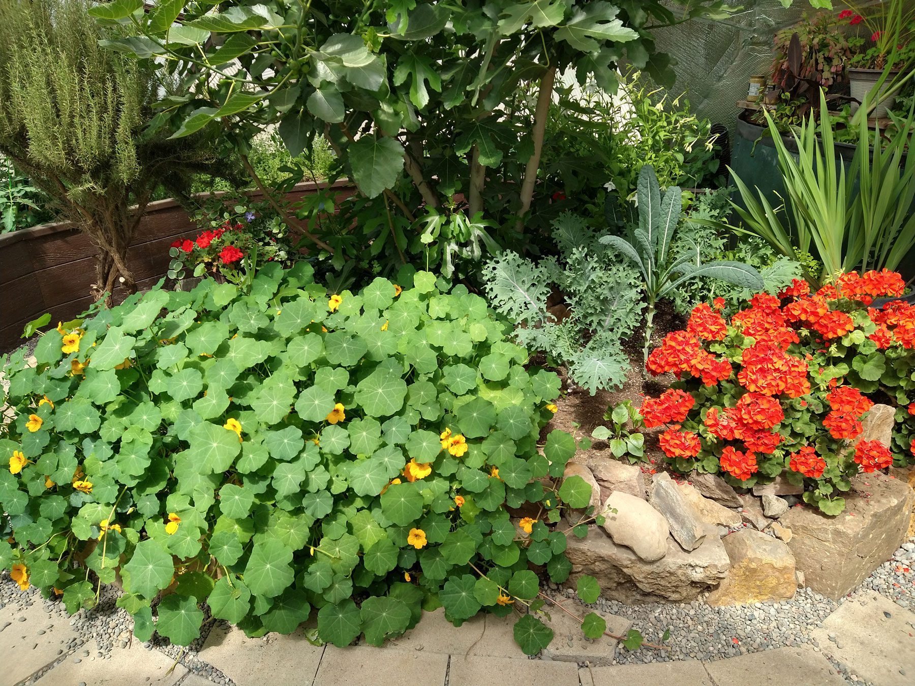 yellow nasturtiums mounded in a bed with geraniums, kale and a fig tree in the background