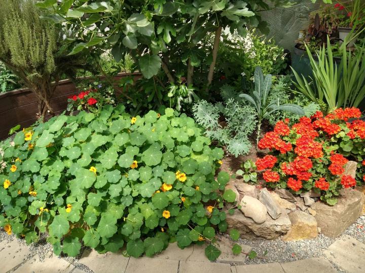 yellow nasturtiums growing as a ground cover in a rock bed in a greenhouse protecting the roots of a fig tree and planted alongside kale and geraniums