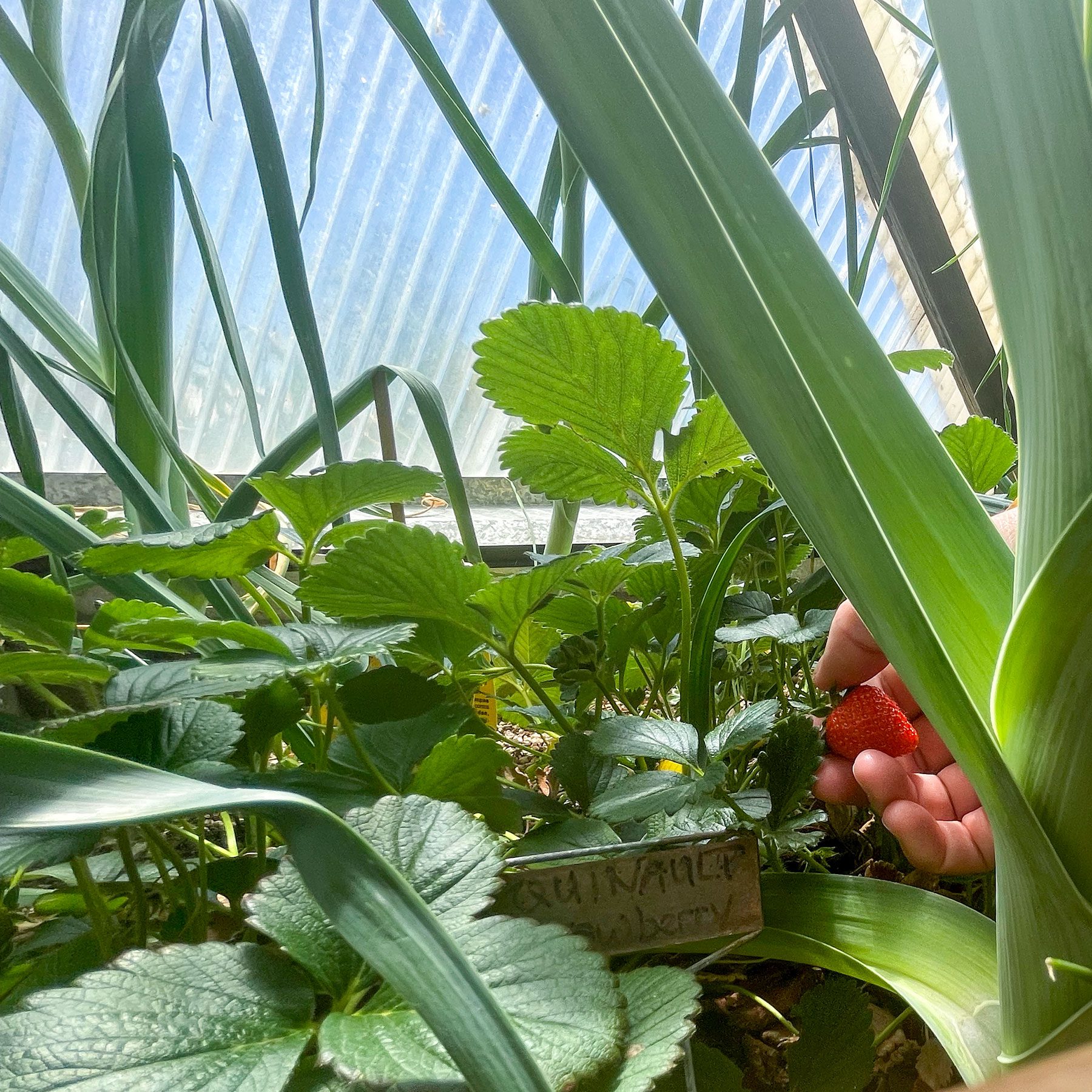 someone picking a strawberry growing amongst leeks inside a greenhouse
