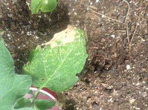 A yellowing wilted leaf