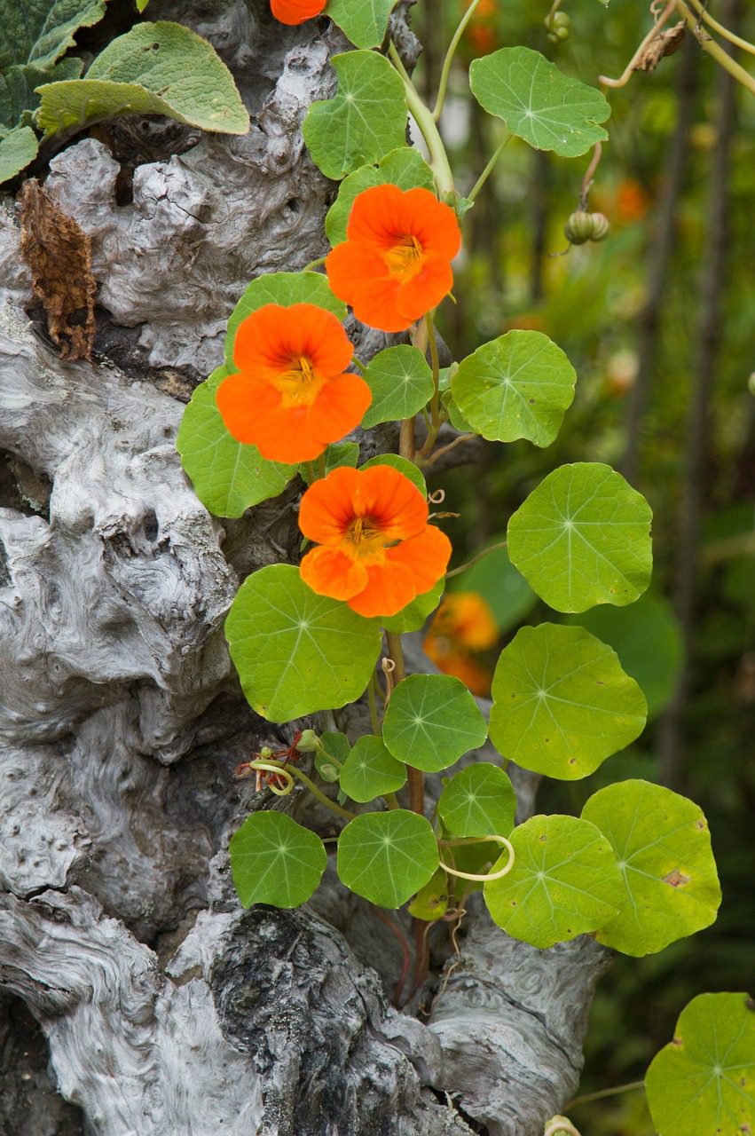 nasturtium cascading down a tree stump