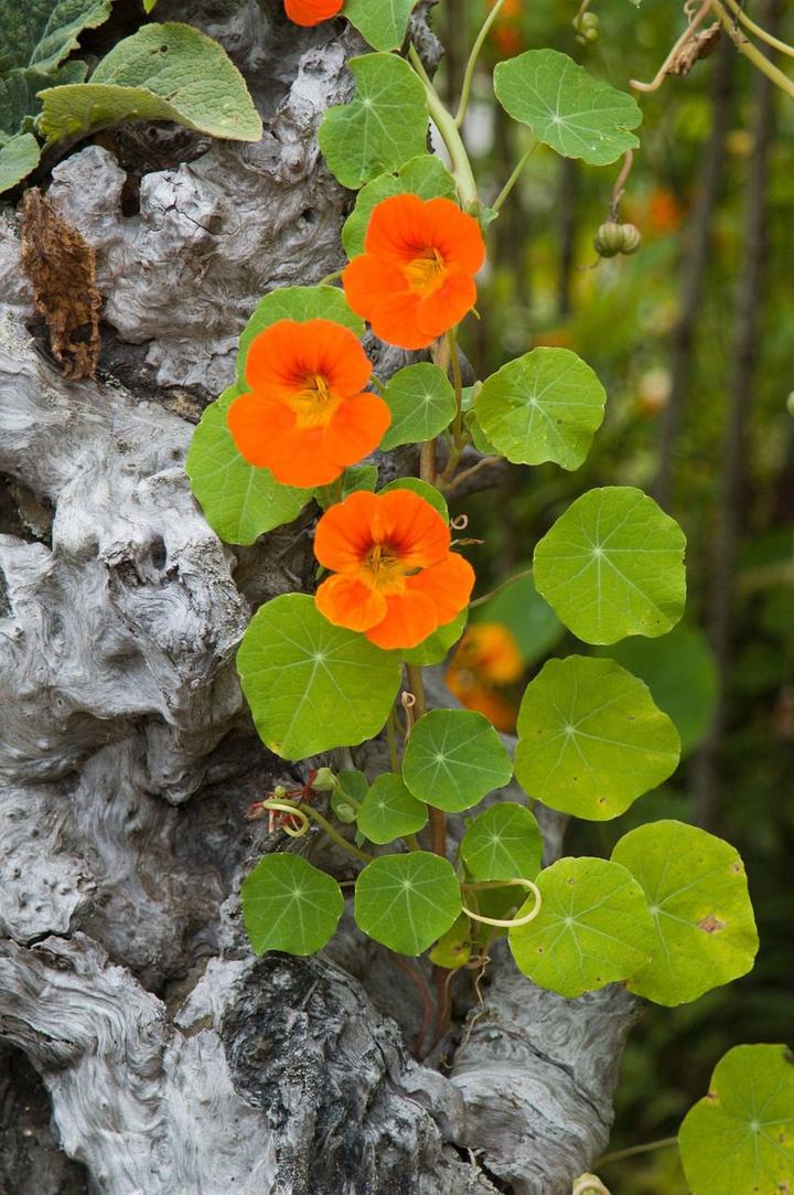 nasturtium cascading down a tree stump