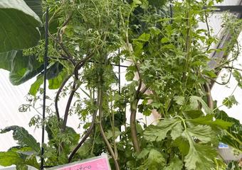 cilantro plant in a greenhouse