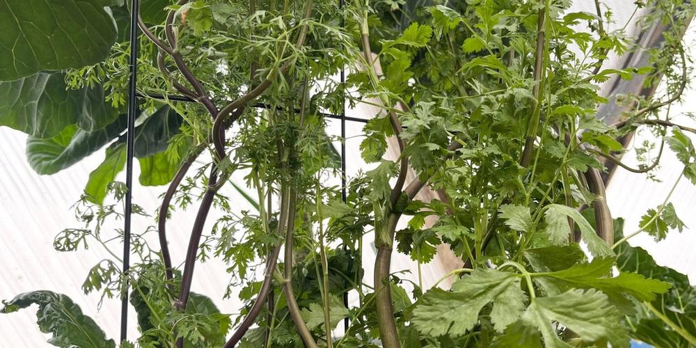 cilantro plant in a greenhouse