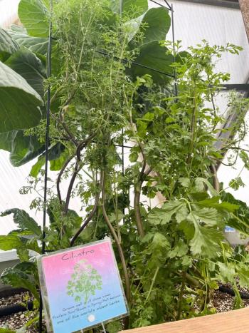 growing cilantro in a greenhouse