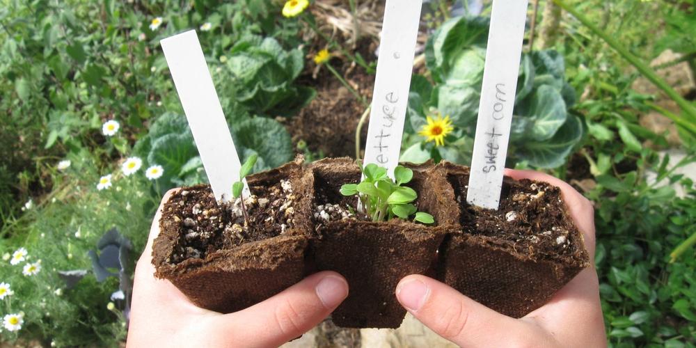 A Worthy Journey: Putting youth gardening into perspective image