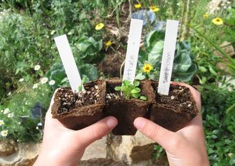 A Worthy Journey: Putting youth gardening into perspective image