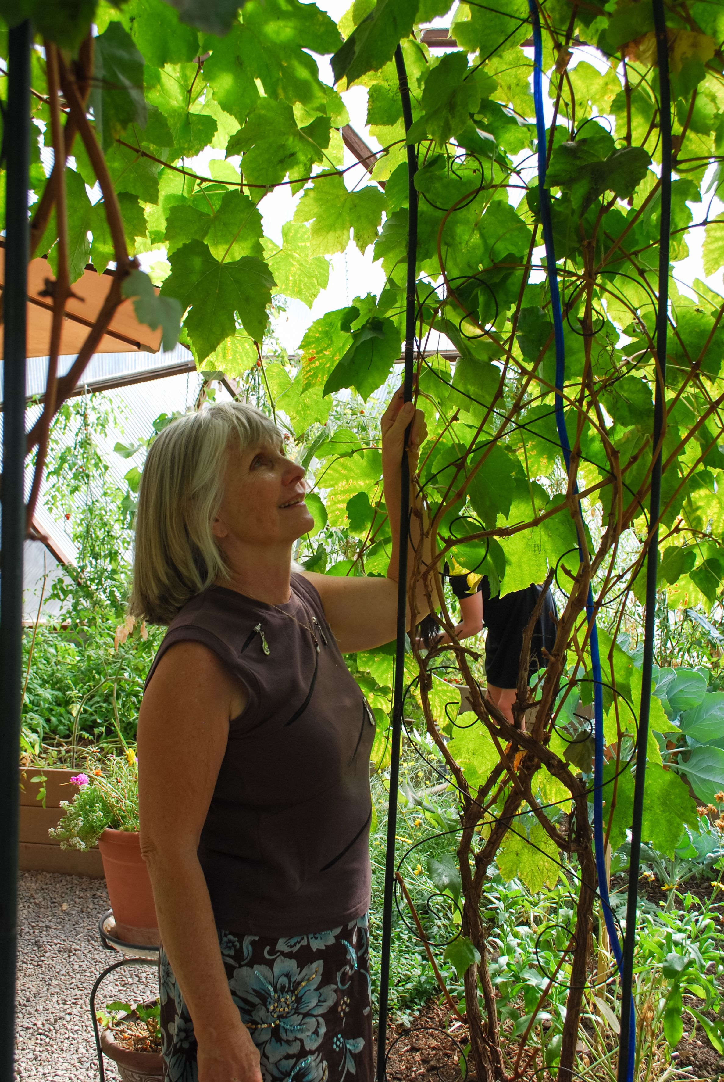 Visitor admiring a grapevine during a tour inside a 33′ Growing Dome greenhouse.