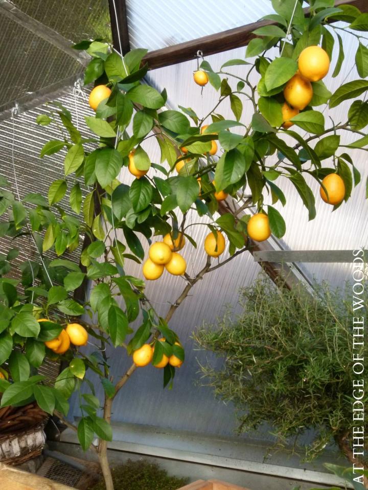 meyer lemon in homestead garden greenhouse