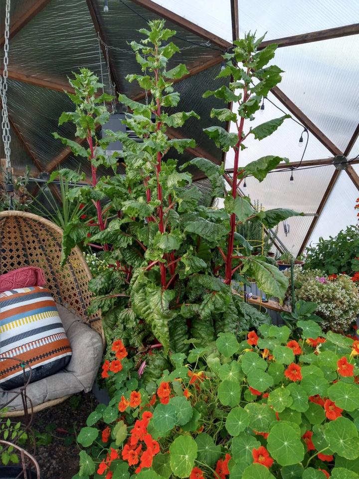 thriving plants