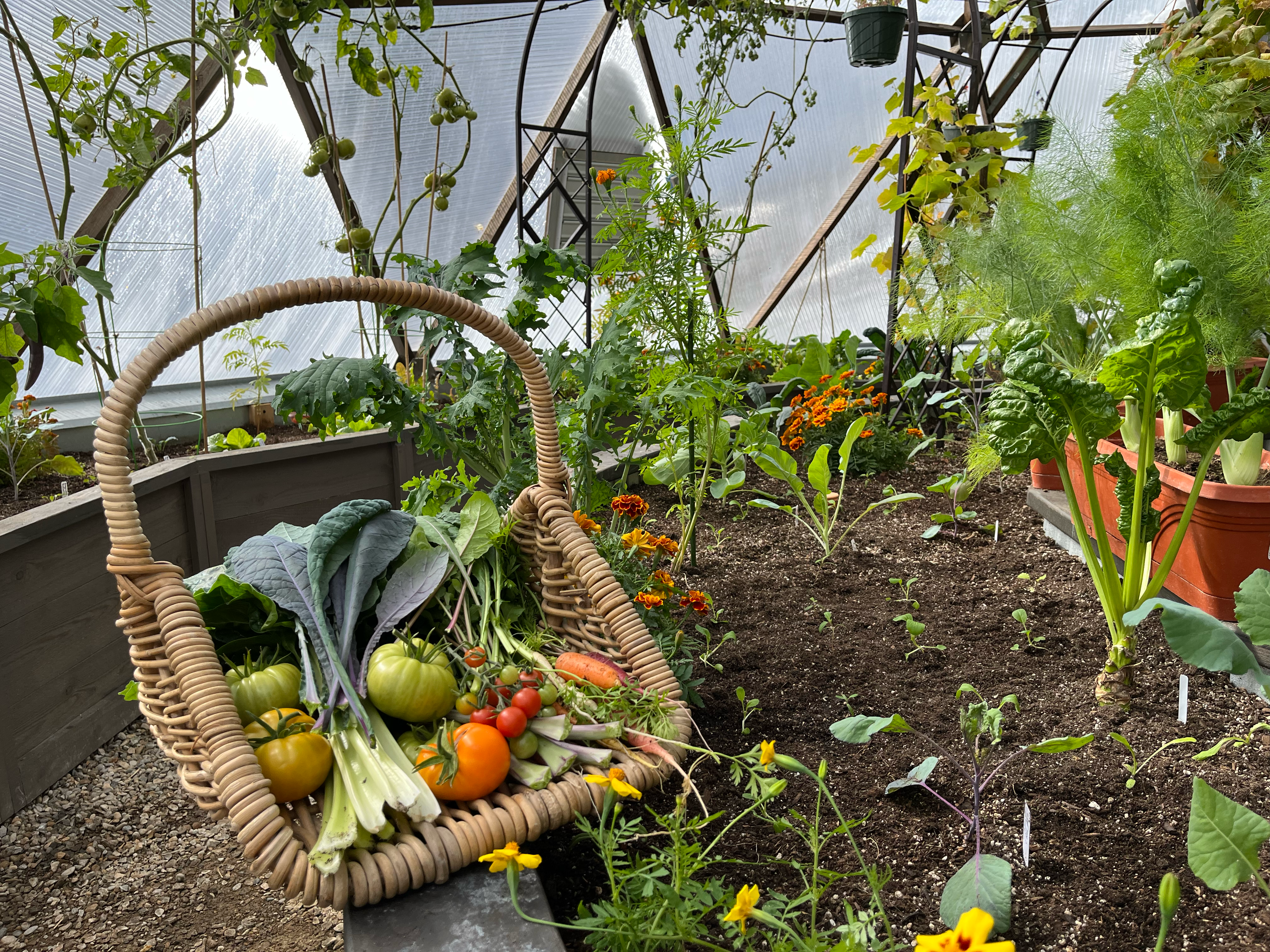 harvest basket filled with tomatoes greens and carrots propped on a raised bed in a growing dome greenhouse with green tomatoes clinging to the vines